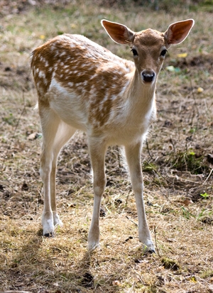 Fawn standing in Butler County.