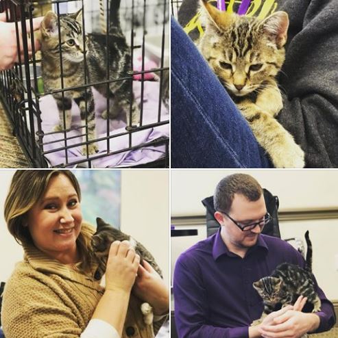 cat adoption event at ssb bank pittsburgh